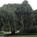 Fagus sylvatica 'Pendula'
